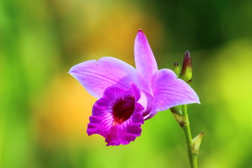 Orchids,beautiful flowers of "royalparkrajapruek" of Thailand.