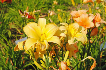 Obraz na płótnie Canvas Blooming yellow lilies