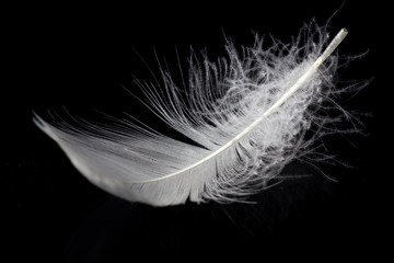 White feather isolated on black