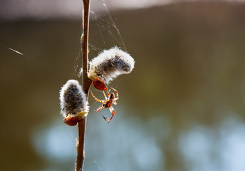 The spider weaves a web on branch of willow
