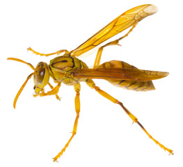 guêpe de la Réunion sur fond blanc