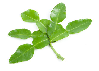 Obraz premium Bergamot leaves on white background