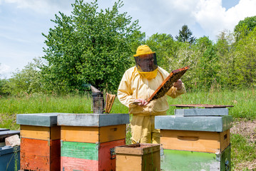 Beekeeper checking a beehive