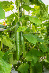 Two long cucumbers growing in a greenhouse