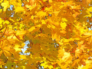 gold autumn leaves