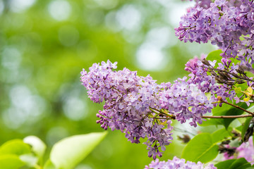 Obraz premium purple lilac on green blurred background