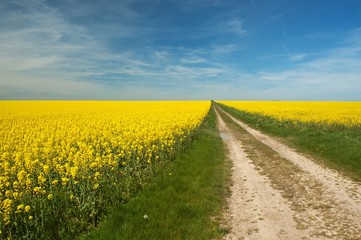 Rapeseed culture in France
