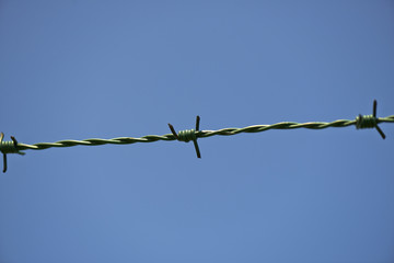 Green wire fence