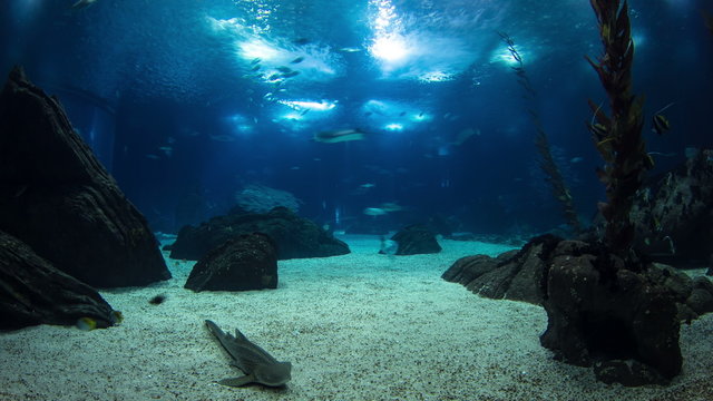 Fishes in Lisbon Oceanarium with rocks, Portugal timelapse
