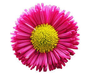 Fresh pink daisy flower isolated on white.