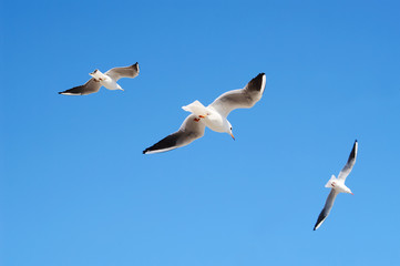 Fototapeta na wymiar Flying seagulls in blue sky.