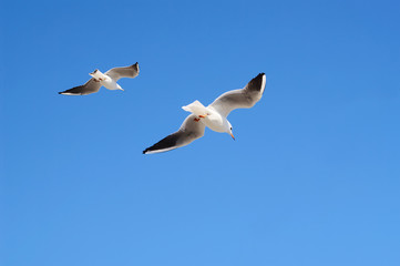 Pair of flying  avay seagulls in blue sky.