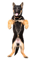 German Shepherd puppy standing on his hind legs