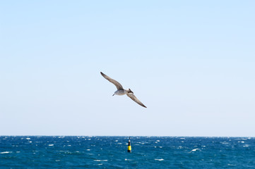 Fototapeta na wymiar Seagull soars over sea.