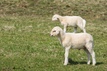 Naklejka premium Lambs grazing on green pasture
