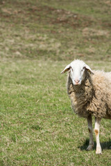 Obraz na płótnie Canvas Sheep grazing on green pasture