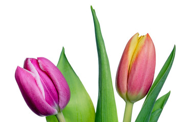 Naklejka premium wunderschöne Tulpen