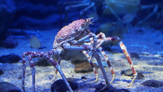 King Crab at aquarium ocean dark blue bottom fighting