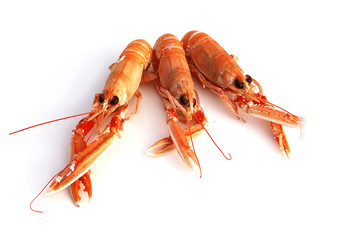 langoustines
