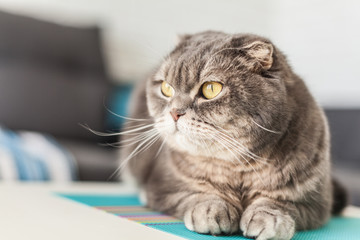 Scottish fold cat with red heart