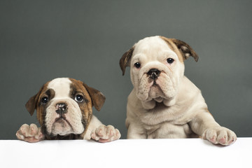 English bulldog puppies.