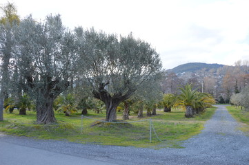 Baumschule in der Provence