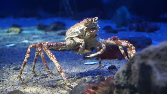 King Crab at aquarium ocean dark blue bottom fighting