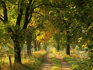 colorful autumn road