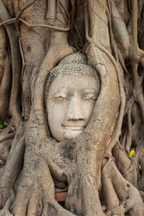 Buddha head in tree roots ,Wat mahathat ,Ayutthaya ,Thailand