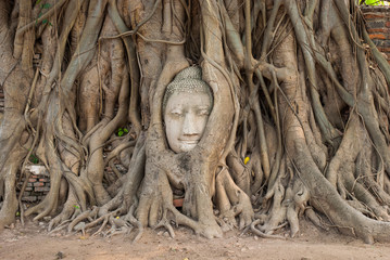 Buddha head in tree roots ,Wat mahathat ,Ayutthaya ,Thailand
