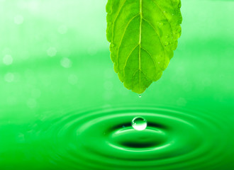 Naklejka na ściany i meble Green Leaf and Water Drop with Reflection