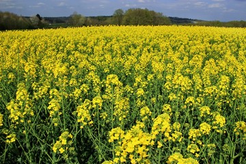Obraz premium Champ de colza.
