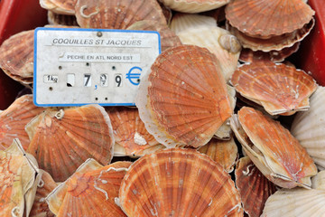 coquille saint jacques