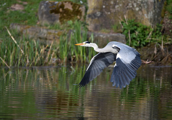 Graureiher fliegt am See