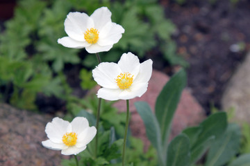 Zawilec wielkokwiatowy rosnący w ogrodzenie, biało żółte kwiatki