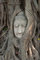 Fototapeta na wymiar Buddha head in tree roots ,Wat mahathat ,Ayutthaya ,Thailand