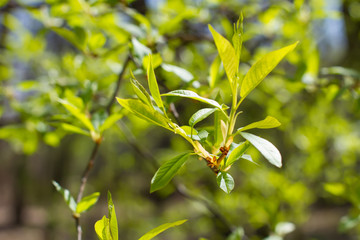 Obraz premium Lush foliage