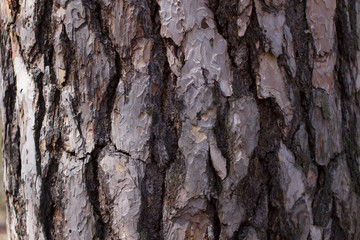 Old pine bark.