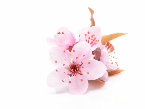Cherry Blossom, Sakura Flowers Isolated On White Background