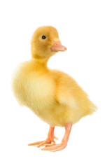 Duckling