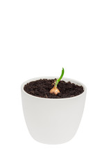 Young seedling growing in a pot.
