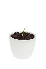Young seedling growing in a pot.