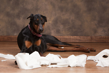 Naughty Dog