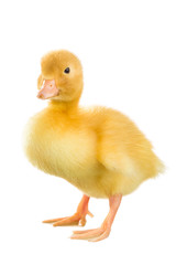 Yellow duckling