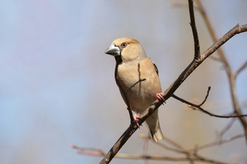 Grosbeak (Coccothraustes coccothrautes) on a twig