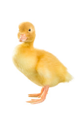 Duckling