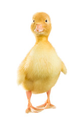 Little yellow duckling