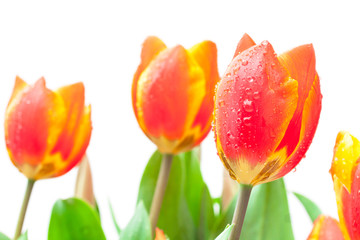 isolated red tulips