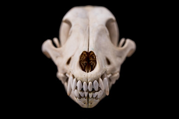 Dog skull isolated on black background.