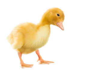 Duckling